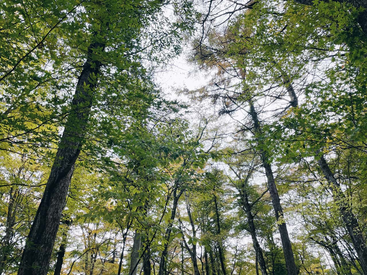 林間フリーキャンプサイトの木々は空を覆い尽くすように茂っている
