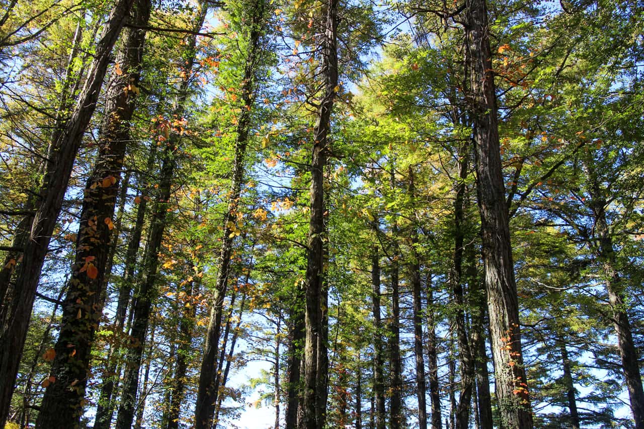 林間オートサイトの空は木々で覆われている